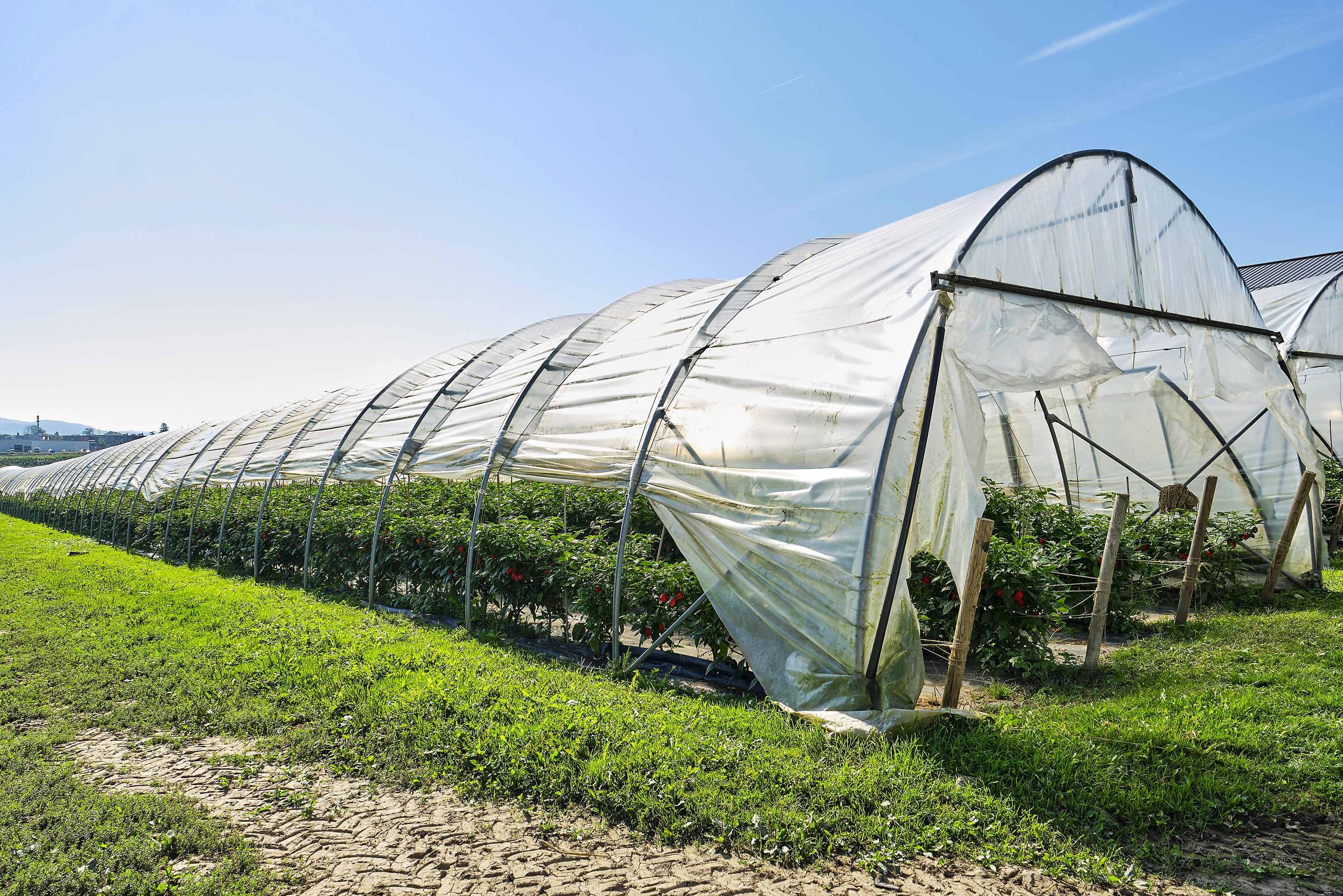 Habanero-Chilis mitten in der Schweiz: Im aargauischen Wohlenschwil gedeihen die zu den schärfsten Chilis der Welt zählenden Habaneros auf der Anlage der Firma Friedli Gemüse. Fünftausend Setzlinge wurden dieses Frühjahr in drei unbeheizten Folientunneln angepflanzt.