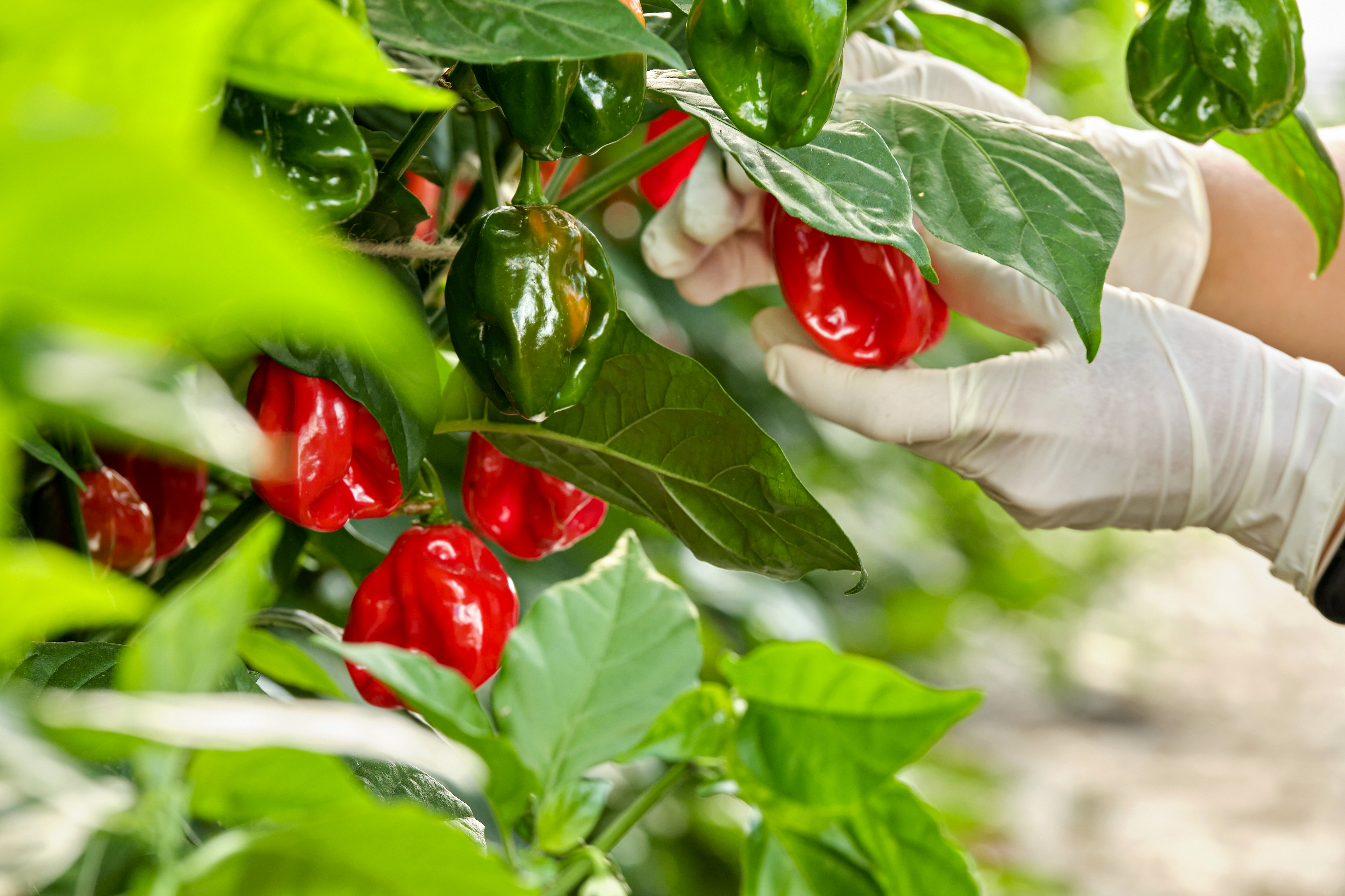 Alleine in einer Woche kamen auf dem Höhepunkt 1200 Kilogramm zusammen. Am Ende gab es ein Total von rund 3,5 Tonnen Chilis.