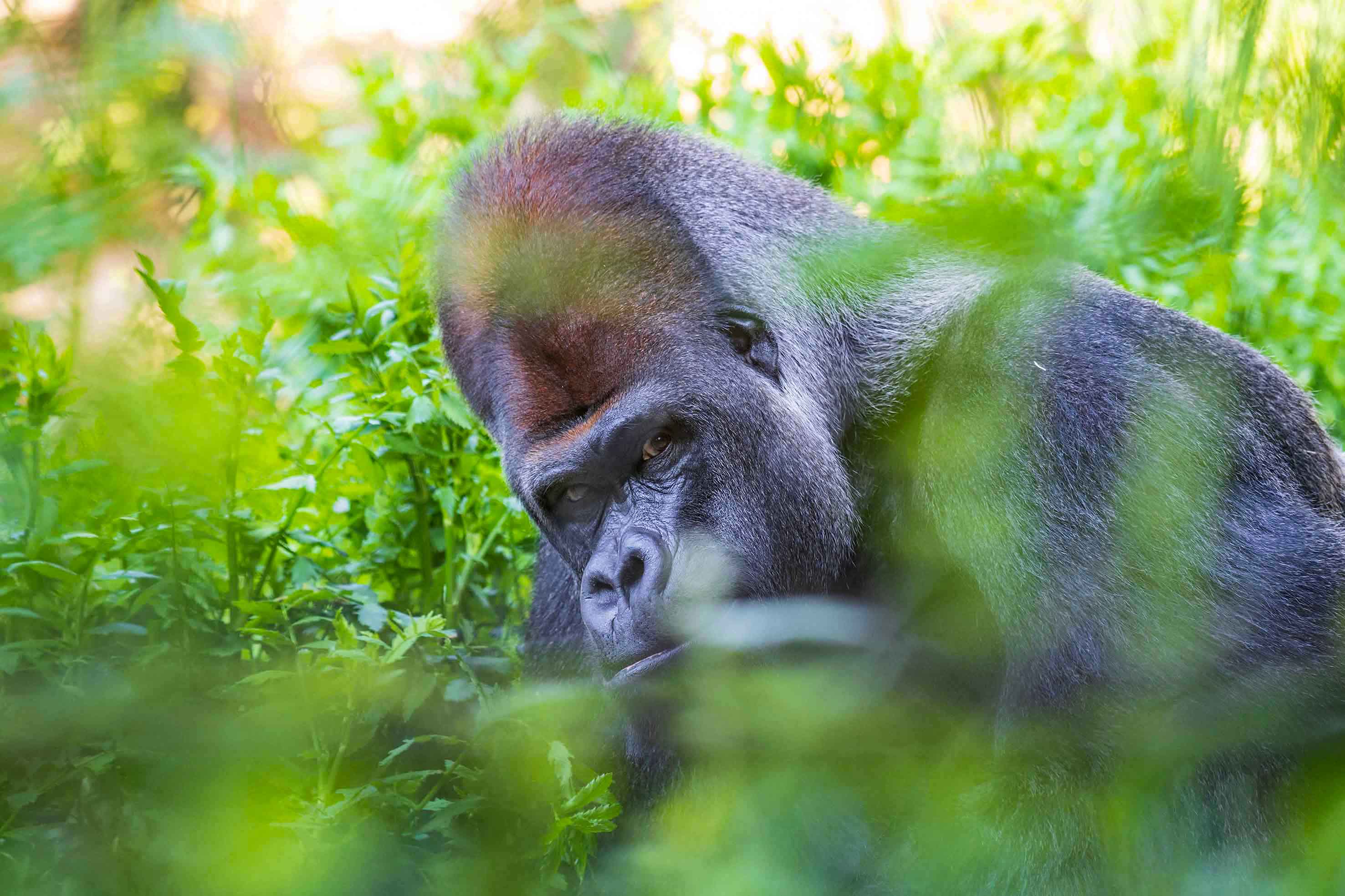 Der Zoo Basel feiert Geburtstag: Vor 150 Jahren eröffnete er als erster Tierpark der Schweiz seine Türen.