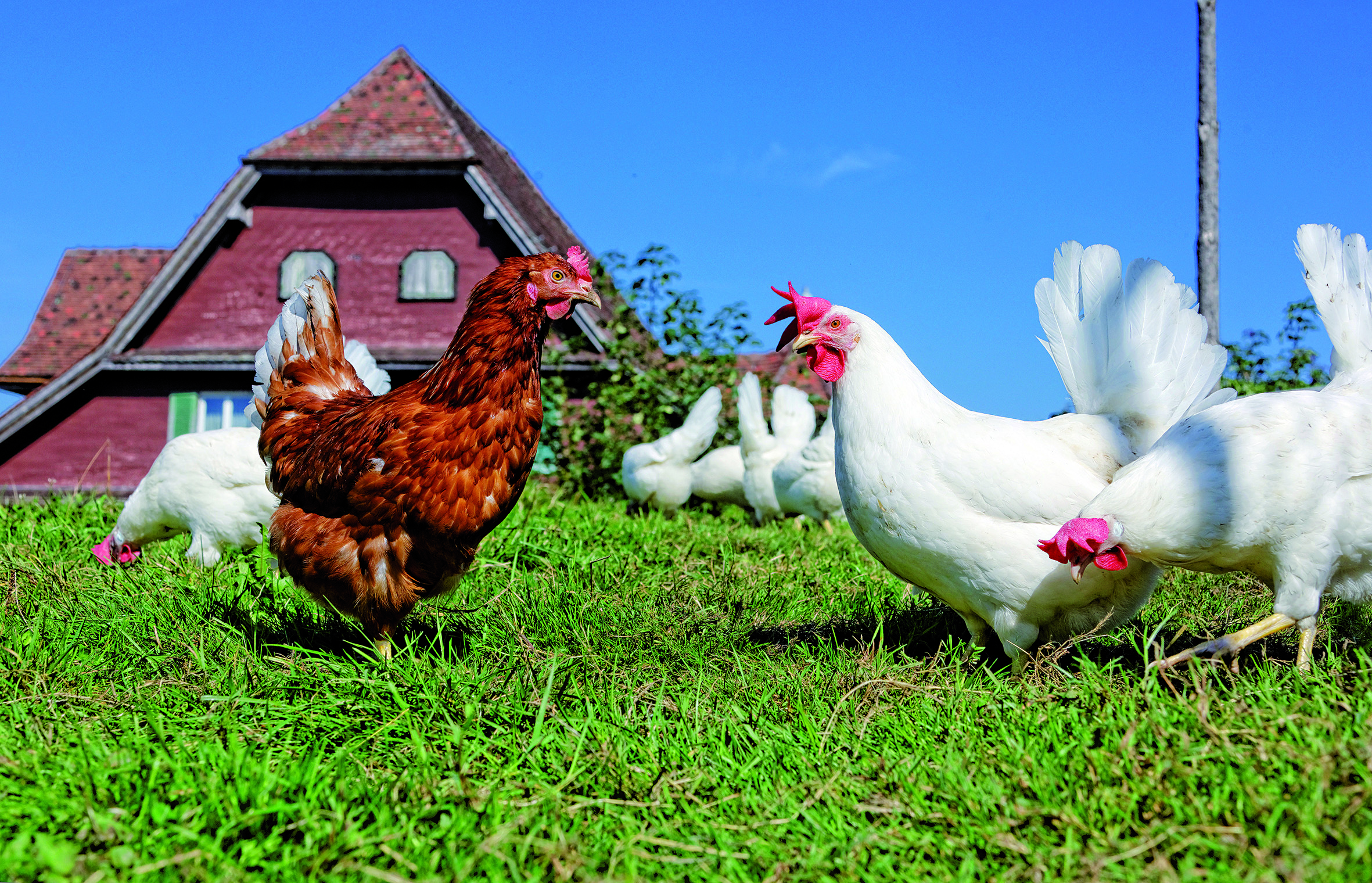Huehner auf der gruenen Wiese beim Gefluegelhof Fischer, Eier und Eiprodukte, Malters. Glueckliche Huehner im Huehnerhof.