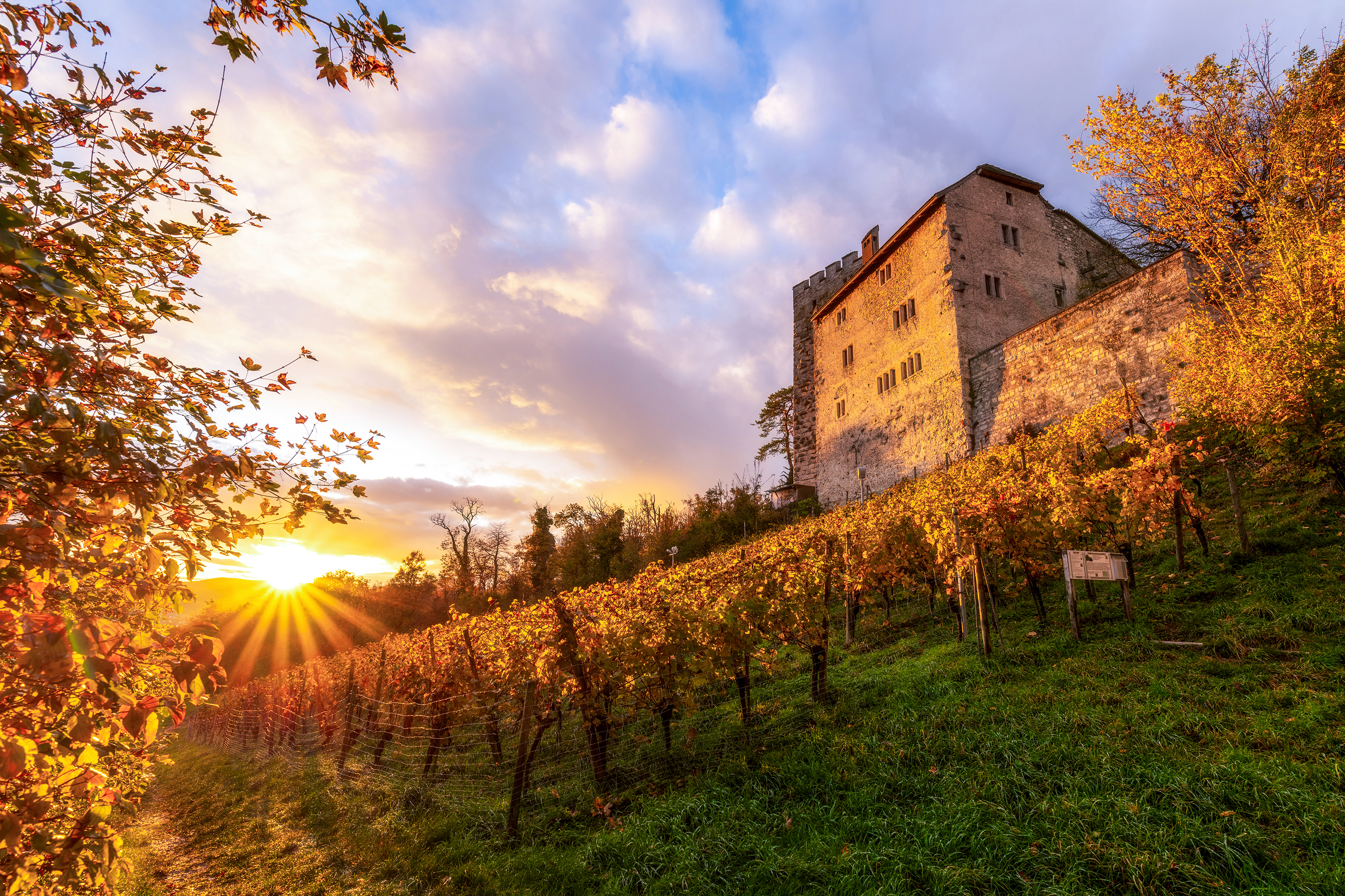 Heute umgibt ein Rebberg das Schloss Habsburg und verleiht ihm eine idyllische Atmosphäre.
