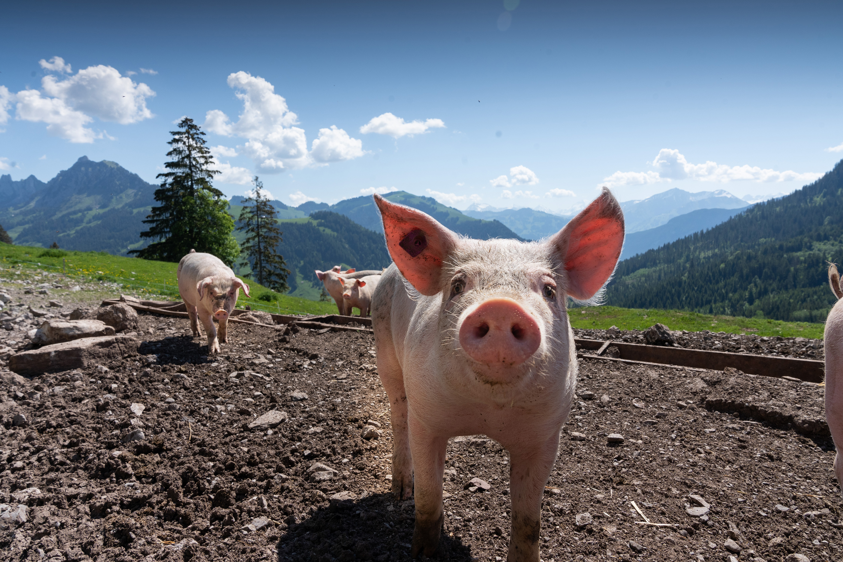 Früher hatte man eine Handvoll Säuli auf der Alp. Die Linus Silvestri AG hat aus dieser Tradition ein Programm gemacht und dabei viel Wert auf das Tierwohl gelegt: 2500 bis 3000 «Silvestri Alpschweine» sömmern auf 60 Schweizer Alpen, führen dort ein saugutes Leben und verwerten die Molke aus der Käseherstellung. 45 Alpschweine sind  auf der Waadtländer Alp Les Chargiaux.