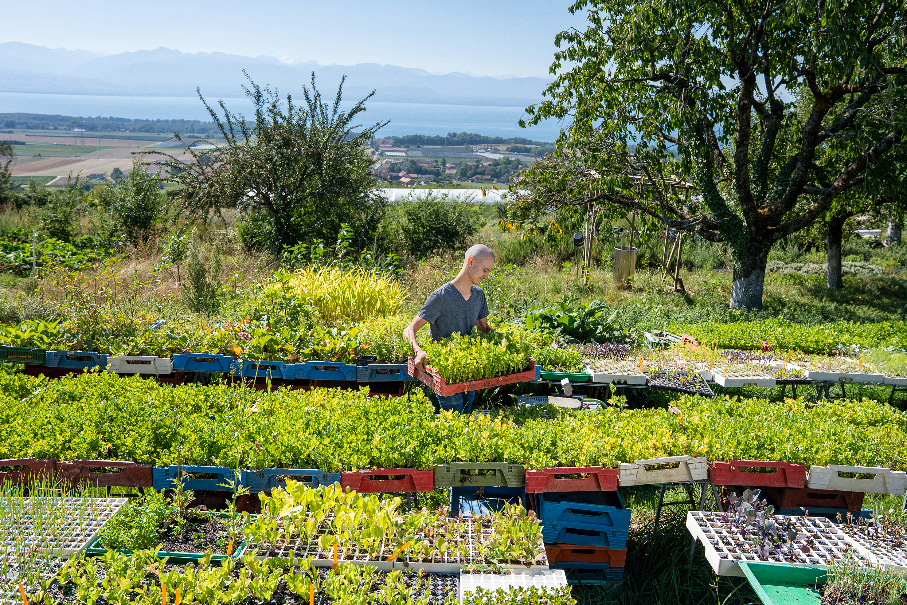 Boucler la boucle: Raphaël Gétaz tire lui-même ses plantons, en partie avec les graines qu’il a récoltées l’année précédente dans son jardin.